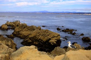 Seagull posing on the Rocks